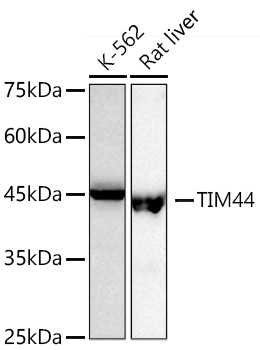 Western blot analysis of various lysates using TIM44 Rabbit mAb (A21141) at1:1000 dilution.|Secondary antibody: HRP-conjugated Goat anti-Rabbit IgG (H+L) (AS014) at 1:10000 dilution.|Lysates/proteins: 25μg per lane.|Blocking buffer: 3% nonfat dry milk in TBST.|Detection: ECL Basic Kit (RM00020).|Exposure time: 90s.