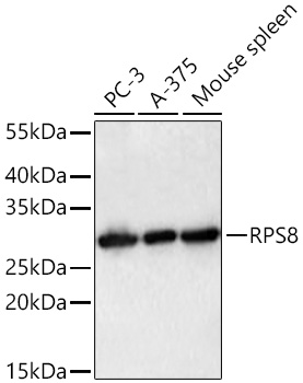 Western blot analysis of various lysates using RPS8 Rabbit mAb at 1:1000 dilution incubated at room temperature for 1.5 hours.|Secondary antibody: HRP-conjugated Goat anti-Rabbit IgG (H+L) at 1:10000 dilution.|Lysates/proteins: 25 μg per lane.|Blocking buffer: 3% nonfat dry milk in TBST.|Detection: ECL Basic Kit.|Exposure time: 30 s.