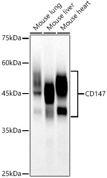 Western blot analysis of various lysates using CD147 Rabbit mAb at1:1000 dilution.|Secondary antibody: HRP-conjugated Goat anti-Rabbit IgG (H+L) at 1:10000 dilution.|Lysates/proteins: 25μg per lane.|Blocking buffer: 3% nonfat dry milk in TBST.|Detection: ECL Basic Kit.|Exposure time: 25s.