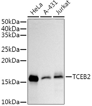 Western blot analysis of various lysates using TCEB2 Rabbit mAb at1:1000 dilution.|Secondary antibody: HRP-conjugated Goat anti-Rabbit IgG (H+L) at 1:10000 dilution.|Lysates/proteins: 25μg per lane.|Blocking buffer: 3% nonfat dry milk in TBST.|Detection: ECL Basic Kit.|Exposure time: 45s.