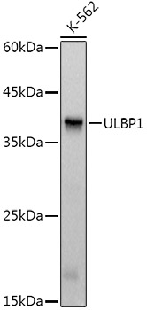 Western blot analysis of lysates from K-562 cells, using ULBP1 Rabbit mAb (A21161) at1:1000 dilution.|Secondary antibody: HRP-conjugated Goat anti-Rabbit IgG (H+L) (AS014) at 1:10000 dilution.|Lysates/proteins: 25 μg per lane.|Blocking buffer: 3% nonfat dry milk in TBST.|Detection: ECL Basic Kit (RM00020).|Exposure time: 1 s.