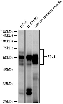 Western blot analysis of various lysates, using BIN1 Rabbit mAb at1:1000 dilution.Secondary antibody: HRP-conjugated Goat anti-Rabbit IgG (H+L) at 1:10000 dilution.Lysates/proteins: 25μg per lane.Blocking buffer: 3% nonfat dry milk in TBST.Detection: ECL Enhanced Kit.Exposure time: 60s.