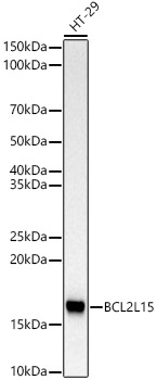 Western blot analysis of lysates from HT-29 cells, using BCL2L15 Rabbit mAb at 1:1000 dilution.|Secondary antibody: HRP-conjugated Goat anti-Rabbit IgG (H+L) at 1:10000 dilution.|Lysates/proteins: 25μg per lane.|Blocking buffer: 3% nonfat dry milk in TBST.|Detection: ECL Basic Kit.|Exposure time: 180s.