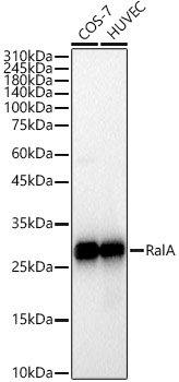 Western blot analysis of various lysates, using RalA Rabbit mAb at 1:1000 dilution.|Secondary antibody: HRP-conjugated Goat anti-Rabbit IgG (H+L) at 1:10000 dilution.|Lysates/proteins: 25μg per lane.|Blocking buffer: 3% nonfat dry milk in TBST.|Detection: ECL Basic Kit.|Exposure time: 1s.