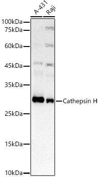 Western blot analysis of various lysates, using Cathepsin H Rabbit mAb at 1:1500 dilution.|Secondary antibody: HRP-conjugated Goat anti-Rabbit IgG (H+L) at 1:10000 dilution.|Lysates/proteins: 25μg per lane.|Blocking buffer: 3% nonfat dry milk in TBST.|Detection: ECL Basic Kit.|Exposure time: 60s.