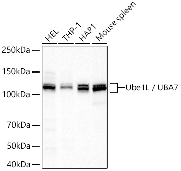 Western blot analysis of various lysates using Ube1L / UBA7 Rabbit mAb (A23575) at 1:500 dilution incubated overnight at 4℃.|Secondary antibody: HRP-conjugated Goat anti-Rabbit IgG (H+L) (AS014) at 1:10000 dilution.|Lysates/proteins: 25 μg per lane.|Blocking buffer: 3% nonfat dry milk in TBST.|Detection: ECL Basic Kit (RM00020).|Exposure time: 1s.