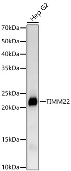 Western blot analysis of lysates from Hep G2 cells, using TIMM22 Rabbit mAb (A23557) at 1:1000 dilution.|Secondary antibody: HRP-conjugated Goat anti-Rabbit IgG (H+L) (AS014) at 1:10000 dilution.|Lysates/proteins: 25μg per lane.|Blocking buffer: 3% nonfat dry milk in TBST.|Detection: ECL Basic Kit (RM00020).|Exposure time: 60s.