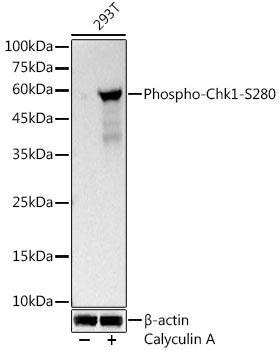 Western blot analysis of lysates from 293T cells, using Phospho-Chk1 (S280) Rabbit mAb at 1:500 dilution. 293T cells were treated with Calyculin A (100 nM) at 37℃ for 30 minutes.|Secondary antibody: HRP-conjugated Goat anti-Rabbit IgG (H+L) at 1:10000 dilution.|Lysates/proteins: 25μg per lane.|Blocking buffer: 3% nonfat dry milk in TBST.|Detection: ECL Basic Kit.|Exposure time: 30s.