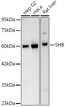 Western blot analysis of various lysates, using SHB Rabbit mAb at 1:600 dilution.|Secondary antibody: HRP-conjugated Goat anti-Rabbit IgG (H+L) at 1:10000 dilution|Lysates/proteins: 25μg per lane.|Blocking buffer: 3% nonfat dry milk in TBST.|Detection: ECL Basic Kit.|Exposure time: 30s.