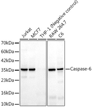 Western blot analysis of various lysates, using Caspase-6 Rabbit mAb at 1:1000 dilution.|Secondary antibody: HRP-conjugated Goat anti-Rabbit IgG (H+L) at 1:10000 dilution|Lysates/proteins: 25 μg per lane.|Blocking buffer: 3% nonfat dry milk in TBST.|Detection: ECL Basic Kit.|Negative control (NC): THP-1.|Exposure time: 20 s.
