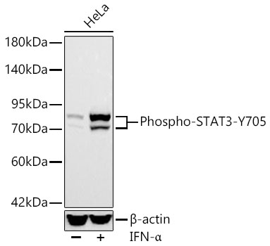 Western blot analysis of lysates from HeLa cells using Phospho-STAT3-Y705 Rabbit mAb at 1:20000 dilution. HeLa cells were treated with IFN-α (20 ng/ml) at 37℃ for 30 minutes after serum-starvation overnight.|Secondary antibody: HRP-conjugated Goat anti-Rabbit IgG (H+L) at 1:10000 dilution.|Lysates/proteins: 25 μg per lane.|Blocking buffer: 3% nonfat dry milk in TBST.|Detection: ECL Basic Kit.|Exposure time: 30s.