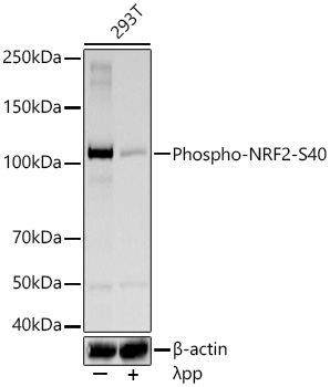 Western blot analysis of lysates from 293T cells using Phospho-NRF2-S40 Rabbit mAb at 1:10000 dilution incubated overnight at 4℃. 293T cells were treated by λ-PP mixed solution at 30℃ for 1 hours. | Secondary antibody: HRP-conjugated Goat anti-Rabbit IgG (H+L) at 1:10000 dilution.|Lysates/proteins: 30 μg per lane.| Blocking buffer: 3 % nonfat dry milk in TBST.| Detection: ECL Basic Kit.| Exposure time: 30s.
