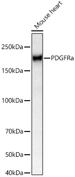 Western blot analysis of lysates from Mouse heart using PDGFRa Rabbit mAb at 1:1000 dilution incubated overnight at 4℃.|Secondary antibody: HRP-conjugated Goat anti-Rabbit IgG (H+L) at 1:10000 dilution.|Lysates/proteins: 25 μg per lane.|Blocking buffer: 3% nonfat dry milk in TBST.|Detection: ECL Basic Kit.|Exposure time: 90s.