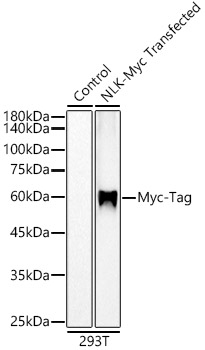 Western blot analysis of lysates from wild type (WT) and 293T cells transfected with using NLK-Myc-Tag Rabbit mAb  at 1:120000 dilution.|Secondary antibody: HRP-conjugated Goat anti-Rabbit IgG (H+L) at 1:10000 dilution.|Lysates/proteins: 25 μg per lane.|Blocking buffer: 3% nonfat dry milk in TBST.|Detection: ECL Basic Kit.|Exposure time: 10 s.