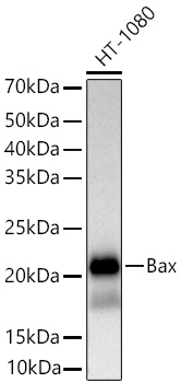 Western blot analysis of lysates from HT-1080 cells using [KO Validated] Bax Rabbit mAb (A18642) at 1:10000 dilution incubated overnight at 4℃.|Secondary antibody: HRP-conjugated Goat anti-Rabbit IgG (H+L) (AS014) at 1:10000 dilution.|Lysates/proteins: 25 μg per lane.|Blocking buffer: 3% nonfat dry milk in TBST.|Detection: ECL Basic Kit (RM00020).|Exposure time: 10s.