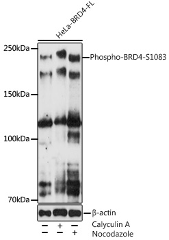 Western blot analysis of various lysates using Phospho-BRD4-S1083 Rabbit mAb at1:500 dilution. HeLa cells were treated with Calyculin A (100 nM) at 37℃ for 30 minutes after serum-starvation overnight. HeLa cells were treated with nocodazole (50 ng/ml) at 37℃ for 20 hours.|Secondary antibody: HRP-conjugated Goat anti-Rabbit IgG (H+L) at 1:10000 dilution.|Lysates/proteins: 25μg per lane.|Blocking buffer: 3% nonfat dry milk in TBST.|Detection: ECL Enhanced Kit.|Exposure time: 300s.
