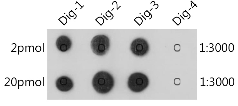 The Anti-Digoxigenin/Digoxin Rabbit mAb are tested in Dot Blot against digoxin labelled oligonucleotide(Dig-1，Dig-2 and Dig-3) and unlabelled oligonucleotide(Dig-4) Dig-1 :5'AGCTAAC/iDigdT/ACTAGCT(Biotin)3' Dig-2 :5'(Digoxin)AGCTAACTACTAGCT(Biotin)3' Dig-3 :5'(Biotin)AGCTAACTACTAGCT(Digoxin)3' Dig-4 :5'AGCTAACTACTAGCT(Biotin)3'