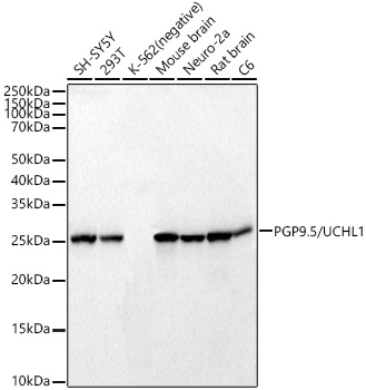 Western blot analysis of various lysates, using PGP9.5/UCHL1 Rabbit mAb at  1:47000 dilution.|Secondary antibody: HRP-conjugated Goat anti-Rabbit IgG (H+L) at 1:10000 dilution.|Lysates/proteins: 25μg per lane.|Blocking buffer: 3% nonfat dry milk in TBST.|Detection: ECL Basic Kit.|Exposure time: 1s.