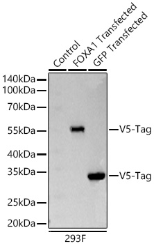 Western blot analysis of lysates from wild type (WT) 293F cells, 293F cells transfected with FOXA1-V5-Tag and 293F cells transfected with GFP-V5-Tag using Rabbit anti V5-Tag mAb at 1:11000 dilution incubated at room temperature for 1.5 hours.|Secondary antibody: HRP-conjugated Goat anti-Rabbit IgG (H+L) at 1:10000 dilution.|Lysates/proteins: 20 μg per lane.|Blocking buffer: 3% nonfat dry milk in TBST.|Detection: ECL Basic Kit|.Exposure time: 10 s.