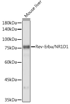 Western blot analysis of lysates from Mouse liver, using Rev-Erbα/NR1D1 Rabbit mAb at1:1000 dilution.|Secondary antibody: HRP-conjugated Goat anti-Rabbit IgG (H+L) at1:10000 dilution.|Lysates/proteins: 25μg per lane.|Blocking buffer: 3% nonfat dry milk in TBST.|Detection: ECL Basic Kit.|Exposure time: 10s.