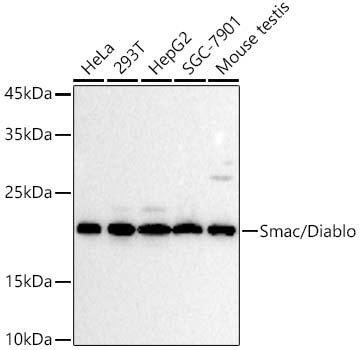 Western blot analysis of various lysates, using Smac/Diablo Rabbit mAb at 1:1000 dilution.|Secondary antibody: HRP-conjugated Goat anti-Rabbit IgG (H+L) at 1:10000 dilution.|Lysates/proteins: 25μg per lane.|Blocking buffer: 3% nonfat dry milk in TBST.|Detection: ECL Basic Kit.|Exposure time: 10s.