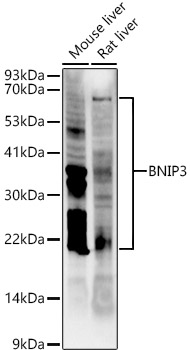 Western blot analysis of various lysates, using BNIP3 Rabbit mAb at 1:1000 dilution.|Secondary antibody: HRP-conjugated Goat anti-Rabbit IgG (H+L) at 1:10000 dilution.|Lysates/proteins: 25μg per lane.|Blocking buffer: 3% nonfat dry milk in TBST.|Detection: ECL Enhanced Kit.|Exposure time: 180s.