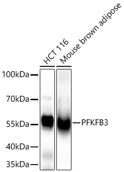 Western blot analysis of various lysates using PFKFB3 Rabbit mAb at 1:1000 dilution incubated overnight at 4℃.|Secondary antibody: HRP-conjugated Goat anti-Rabbit IgG (H+L) at 1:10000 dilution.|Lysates/proteins: 25 μg per lane.|Blocking buffer: 3% nonfat dry milk in TBST.|Detection: ECL Basic Kit.|Exposure time: 45 s.