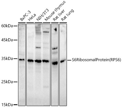 Western blot analysis of various lysates, using S6 Ribosomal Protein  Rabbit mAb at 1:1000 dilution.|Secondary antibody: HRP-conjugated Goat anti-Rabbit IgG (H+L) at 1:10000 dilution.|Lysates/proteins: 25μg per lane.|Blocking buffer: 3% nonfat dry milk in TBST.|Detection: ECL Enhanced Kit.|Exposure time: 180s.