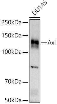 Western blot analysis of lysates from DU145 cells, using Axl Rabbit mAb at  1:1000 dilution.|Secondary antibody: HRP-conjugated Goat anti-Rabbit IgG (H+L) at 1:10000 dilution.|Lysates/proteins: 25μg per lane.|Blocking buffer: 3% nonfat dry milk in TBST.|Detection: ECL Basic Kit.|Exposure time: 3s.
