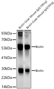 Western blot analysis of various lysates, using Biotin Rabbit mAb at  1:1000 dilution.|Secondary antibody: HRP-conjugated Goat anti-Rabbit IgG (H+L) at 1:10000 dilution.|Lysates/proteins: 25μg per lane.|Blocking buffer: 3% nonfat dry milk in TBST.|Detection: ECL Basic Kit.|Exposure time: 10s.