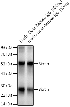 Western blot analysis of various lysates using Biotin Rabbit mAb at1:1000 dilution.|Secondary antibody: HRP-conjugated Goat anti-Rabbit IgG (H+L) at1:10000 dilution.|Lysates/proteins: 100ng/50ng per lane.|Blocking buffer: 3% nonfat dry milk in TBST.|Detection: ECL Basic Kit.|Exposure time: 5s.