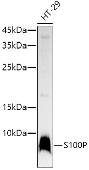 Western blot analysis of lysates from HT-29 cells, using S100P Rabbit mAb at1:1000 dilution.|Secondary antibody: HRP-conjugated Goat anti-Rabbit IgG (H+L) at1:10000 dilution.|Lysates/proteins: 25μg per lane.|Blocking buffer: 3% nonfat dry milk in TBST.|Detection: ECL Basic Kit.|Exposure time: 30s.