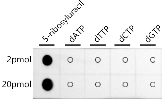 Dot-blot analysis of different sorts of chemical compounds using Pseudouridine / 5-ribosyluracil Rabbit mAb at 1:1000 dilution.