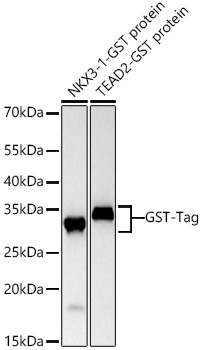 Western blot analysis of various lysates using Rabbit anti GST-Tag mAb at 1:1000 dilution incubated overnight at 4℃.|Secondary antibody: HRP-conjugated Goat anti-Rabbit IgG (H+L) at 1:10000 dilution.|Lysates/proteins: 50 ng per lane.|Blocking buffer: 3% nonfat dry milk in TBST.|Detection: ECL Basic Kit.|Exposure time: 1 s.