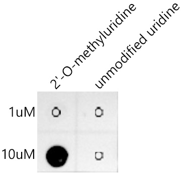 Dot-blot analysis of 2'-O-methyluridine(Um) and  unmodified uridine using 2'-O-methyluridine(Um) Rabbit mAb antibody (A20695) at 1:1000 dilution.|2'-O-methyluridine : Biotin-5'UGACAACUACAGAC(Um)3' |unmodified uridine : Biotin-5'UGACAACUACAGACU3'