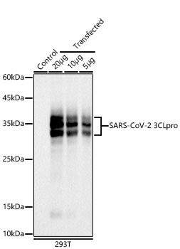 Western blot analysis of lysates from wild type (WT) and 293T cells transfected with SARS-CoV-2 3CLpro using SARS-CoV-2 3CLpro Rabbit mAb at1:5000 dilution.|Secondary antibody: HRP-conjugated Goat anti-Rabbit IgG (H+L) at1:10000 dilution.|Lysates/proteins: 20μg/10μg/5μg per lane.|Blocking buffer: 3% nonfat dry milk in TBST.|Detection: ECL Basic Kit.|Exposure time: 3s.