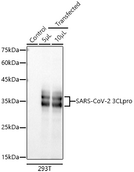 Western blot analysis of lysates from wild type (WT) and 293T cells transfected with SARS-CoV-2 3CLpro  using SARS-CoV-2 3CLpro Rabbit mAb at 1:5000 dilution incubated overnight at 4℃.|Secondary antibody: HRP-conjugated Goat anti-Rabbit IgG (H+L) at 1:10000 dilution.|Lysates/proteins: 20 μg per lane.|Blocking buffer: 3% nonfat dry milk in TBST.|Detection: ECL Basic Kit|.Exposure time: 10s.