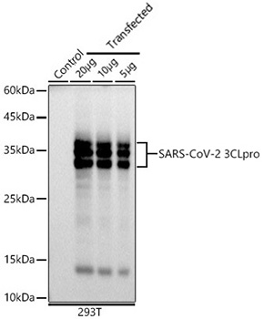 Western blot analysis of lysates from wild type (WT) and 293T cells transfected with SARS-CoV-2 3CLpro using SARS-CoV-2 3CLpro Rabbit mAb at 1:1000 dilution.|Secondary antibody: HRP-conjugated Goat anti-Rabbit IgG (H+L) at 1:10000 dilution.|Lysates/proteins: 20μg/10μg/5μg per lane.|Blocking buffer: 3% nonfat dry milk in TBST.|Detection: ECL Basic Kit.|Exposure time: 3s.