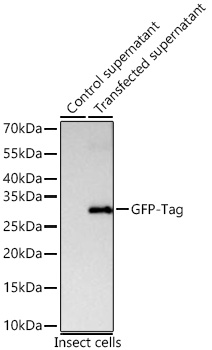 Western blot analysis of lysates from wild type (WT) and insect cells transfected with GFP using Rabbit anti GFP-Tag mAb at 1:11000 dilution incubated at room temperature for 1.5 hours.|Secondary antibody: HRP-conjugated Goat anti-Rabbit IgG (H+L) at 1:10000 dilution.|Lysates/proteins: 25 μg per lane.|Blocking buffer: 3% nonfat dry milk in TBST.|Detection: ECL Basic Kit|.Exposure time: 45s.