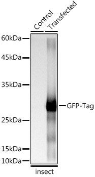 Western blot analysis of extracts of normal Eukaryotic expression of GFP and Eukaryotic expression of GFP transfected with GFP Protein, using Rabbit anti GFP-Tag mAb at 1:5000 dilution.|Secondary antibody: HRP-conjugated Goat anti-Rabbit IgG (H+L) at 1:10000 dilution.|Lysates/proteins: 25μg per lane.|Blocking buffer: 3% nonfat dry milk in TBST.|Detection: ECL Basic Kit.|Exposure time: 0.4s.