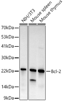 Western blot analysis of various lysates, using Bcl-2 Rabbit mAb at  1:1000 dilution.|Secondary antibody: HRP-conjugated Goat anti-Rabbit IgG (H+L) at 1:10000 dilution.|Lysates/proteins: 25μg per lane.|Blocking buffer: 3% nonfat dry milk in TBST.|Detection: ECL Basic Kit.|Exposure time: 180s.