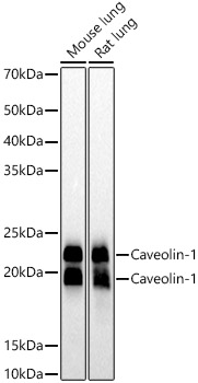 Western blot analysis of various lysates, using [KO Validated] Caveolin-1 Rabbit mAb at  1:10000 dilution.|Secondary antibody: HRP-conjugated Goat anti-Rabbit IgG (H+L) at 1:10000 dilution.|Lysates/proteins: 25μg per lane.|Blocking buffer: 3% nonfat dry milk in TBST.|Detection: ECL Basic Kit.|Exposure time: 10s.