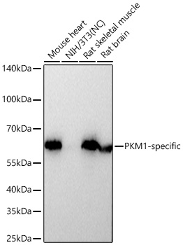 Western blot analysis of various lysates using PKM1-specific Rabbit mAb at 1:9000 dilution incubated overnight at 4℃.|Secondary antibody: HRP-conjugated Goat anti-Rabbit IgG (H+L) at 1:10000 dilution.|Lysates/proteins: 25 μg per lane.|Blocking buffer: 3% nonfat dry milk in TBST.|Detection: ECL Basic Kit.|Negative control (NC): NIH/3T3|Exposure time: 1s.