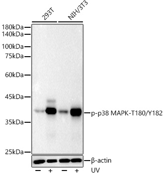 Western blot analysis of various lysates using Phospho-p38 MAPK-T180/Y182 Rabbit mAb at 1:20000 dilution. 293T and NIH/3T3 cells were treated with UV at room temperature for 15-30 minutes.|Secondary antibody: HRP-conjugated Goat anti-Rabbit IgG (H+L) at 1:10000 dilution.|Lysates/proteins: 25μg per lane.|Blocking buffer: 3% nonfat dry milk in TBST.|Detection: ECL Basic Kit.|Exposure time: 10s.