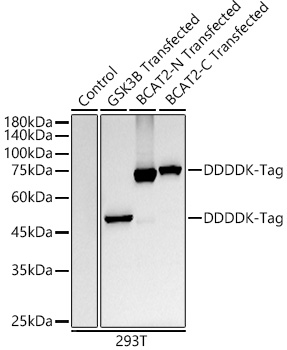 Western blot analysis of lysates from wild type (WT) and 293T cells transfected with GSK3B Protein,BCAT2-N Protein,BCAT2-C Protein, using DDDDK-Tag antibody at 1:10000 dilution.|Secondary antibody: HRP Goat Anti-Rabbit IgG (H+L) at 1:10000 dilution.|Lysates/proteins: 25μg per lane.|Blocking buffer: 3% nonfat dry milk in TBST.|Detection: ECL Basic Kit.|Exposure time: 10s.