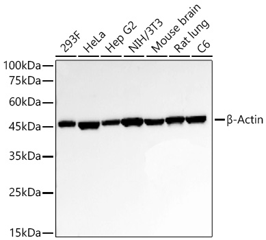 Western blot analysis of various lysates using β-Actin Rabbit mAb at 1:50000 dilution incubated overnight at 4℃.|Secondary antibody: HRP-conjugated Goat anti-Rabbit IgG (H+L) at 1:10000 dilution.|Lysates/proteins: 25 μg per lane.|Blocking buffer: 3% nonfat dry milk in TBST.|Detection: ECL Basic Kit.|Exposure time: 10s.