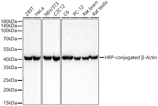 Western blot analysis of various lysates using HRP-conjugated β-Actin Rabbit mAb at 1:200000 dilution incubated overnight at 4℃.|Lysates/proteins: 25 μg per lane.|Blocking buffer: 3% nonfat dry milk in TBST.|Detection: ECL Basic Kit.|Exposure time: 10 s.