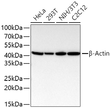 Western blot analysis of various lysates using β-Actin Rabbit mAb (AC050) at 1:12000 dilution incubated overnight at 4℃.|Secondary antibody: HRP-conjugated Goat anti-Rabbit IgG (H+L) (AS014) at 1:10000 dilution.|Lysates/proteins: 25 μg per lane.|Blocking buffer: 3% nonfat dry milk in TBST.|Detection: ECL Basic Kit (RM00020).|Exposure time: 5 s.
