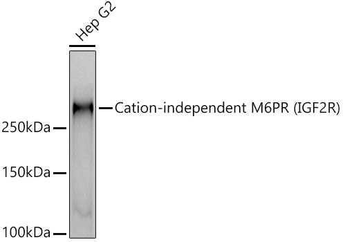 Western blot analysis of lysates from Hep G2 cells, using Cation-independent M6PR (IGF2R) Rabbit mAb at1:1000 dilution.|Secondary antibody: HRP-conjugated Goat anti-Rabbit IgG (H+L) at1:10000 dilution.|Lysates/proteins: 25μg per lane.|Blocking buffer: 3% nonfat dry milk in TBST.|Detection: ECL Basic Kit.|Exposure time: 10s.
