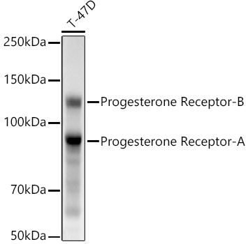 Western blot analysis of lysates from T-47D cells, using Progesterone Receptor Rabbit mAb at 1:2000 dilution.|Secondary antibody: HRP-conjugated Goat anti-Rabbit IgG (H+L) at 1:10000 dilution.|Lysates/proteins: 25μg per lane.|Blocking buffer: 3% nonfat dry milk in TBST.|Detection: ECL Basic Kit.|Exposure time: 4s.